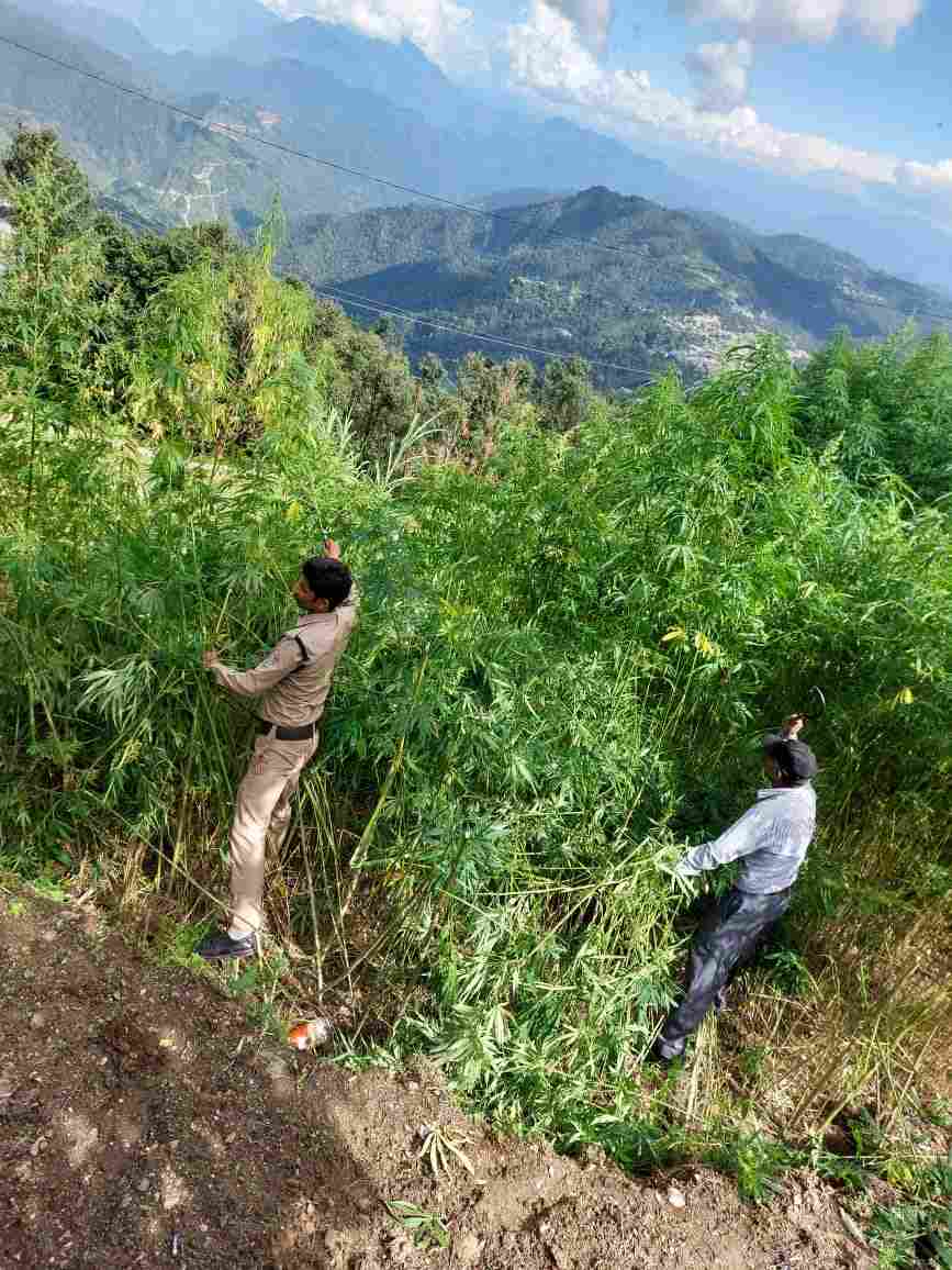 Pithoragarh: वन पंचायत भूमि में अवैध रूप से की जा रही भांग की खेती को डीडीहाट पुलिस ने किया नष्ट 2 Hello Uttarakhand News »