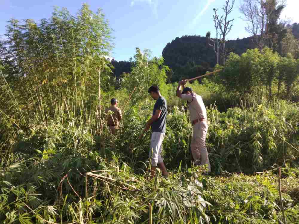 Pithoragarh: पिथौरागढ़ पुलिस द्वारा लगभग 03 नाली भूमि में अवैध रूप से की जा रही भांग की खेती को किया गया नष्ट 2 Hello Uttarakhand News »