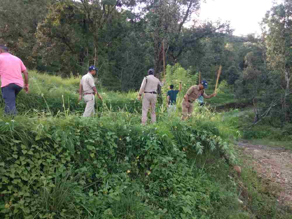 Pithoragarh: पिथौरागढ़ पुलिस द्वारा लगभग 03 नाली भूमि में अवैध रूप से की जा रही भांग की खेती को किया गया नष्ट 3 Hello Uttarakhand News »